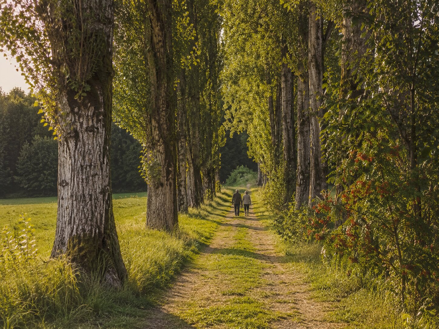 Two hands, one long avenue of trees