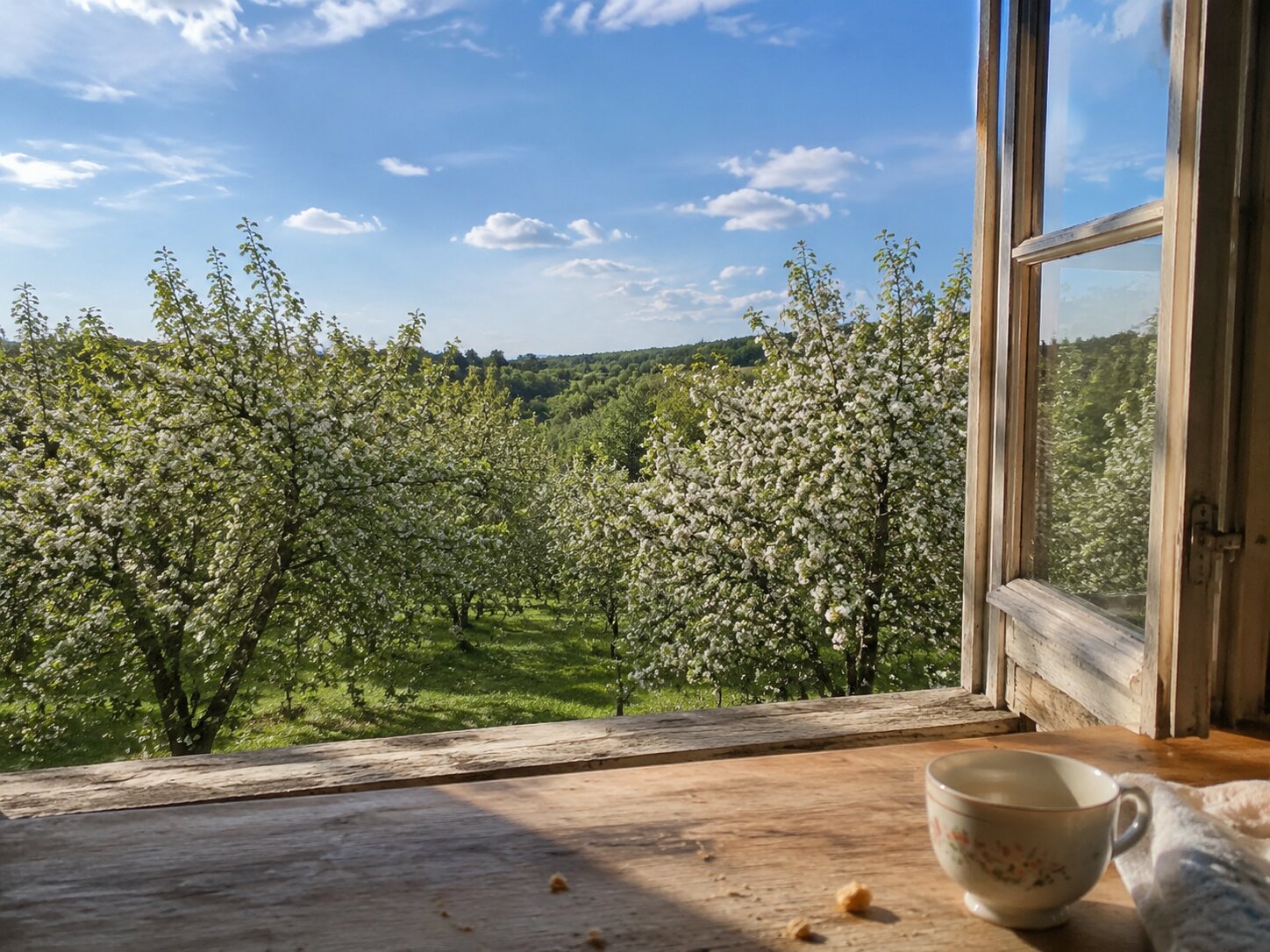 Tea, an open window, and an orchard in bloom